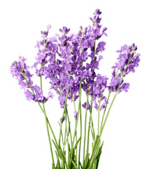 Lavender flowers isolated on white background - obrazy, fototapety, plakaty