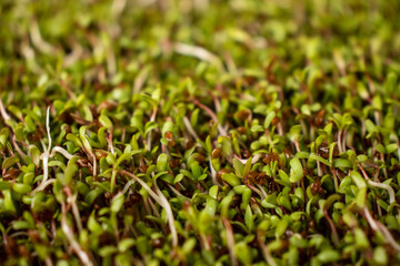 huerto