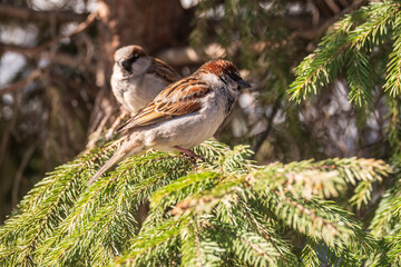 Sparrow sits on a fir branch in the sunset light.
