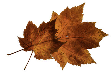 Macro detailed image of two bright red maple leaves with signs of decay and small holes on a white background

