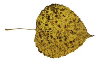 Macro image of a single aspen leaf with yellow fall color and spots showing decay on a white background
