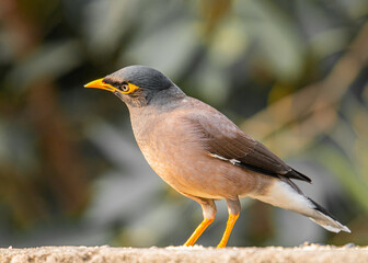 A Myna Looking down