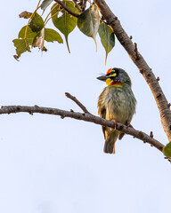 A Coppersmith Barbet resting on a tree
