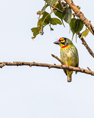 A Coppersmith Barbet sitting on a tree