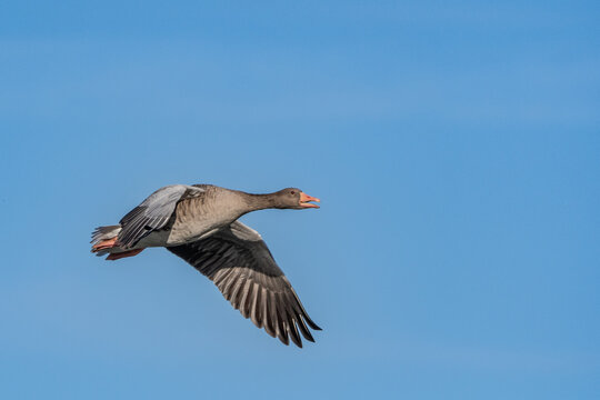 fliegende Graugans