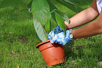 Hands with gardening gloves planting a tree