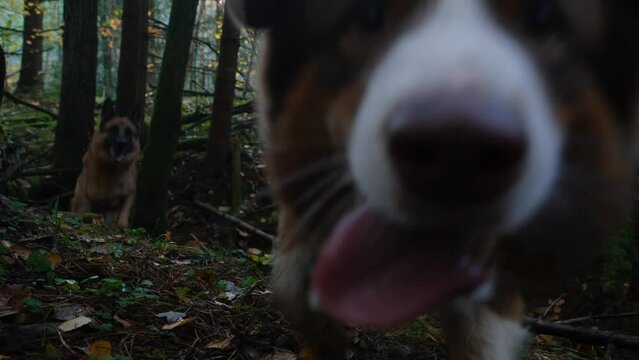 German and Australian Shepherd walk in coniferous forest in autumn, enjoying life. Two purebred dogs run fast forward in park and deftly jumps over ravine. 4K slow motion horizontal footage.