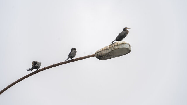 Aves sobre poste de luz