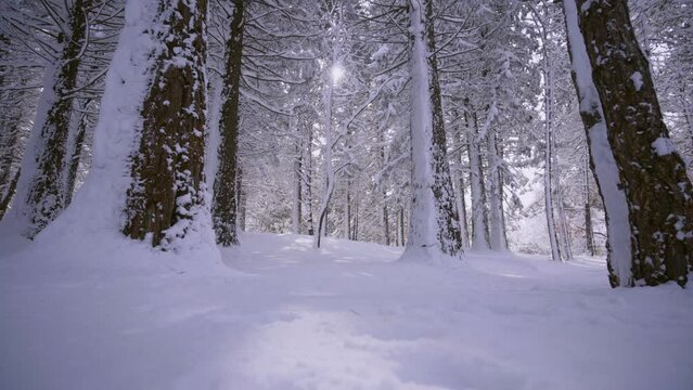 Wide angle rows of trees pine plantation from Bellow. Bottom up view tranquil forest, sun shining throug trunks and branches cowered snow in cold winter day, natural parkland