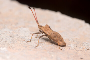 Boat Bug, Enoplops scapha, posed on a rock under the sun