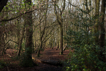 trees in the forest