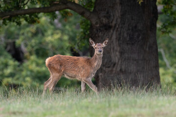 Red Deer Fawn (Cervus elaphus) in a meadow at the edge of an ancient forest