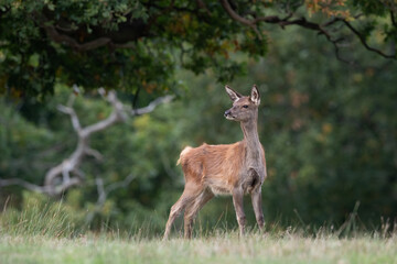 Red Deer Fawn (Cervus elaphus) in a meadow at the edge of an ancient forest