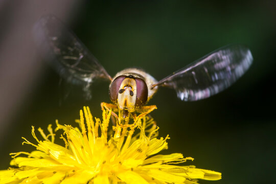 Eupeodes sp. collecting pollen from a yellow flower under the sun