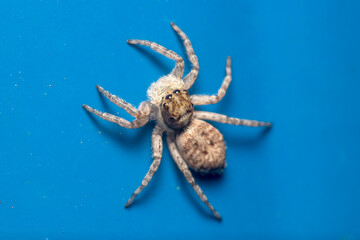 Female Menemerus semilimbatus spider posed on a blue wall