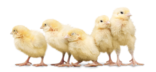 Cute little chicken isolated on white