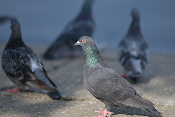 Obraz premium pigeons in the park