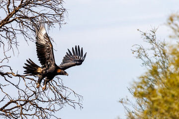 Australian Wedge-tailed Eagle (Aquila audax) flying from a tree