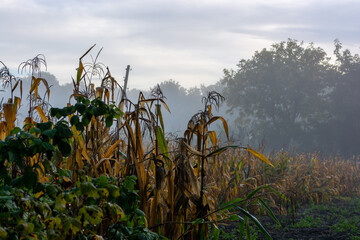 Naklejka premium Corn in the garden in the morning. Autumn theme.