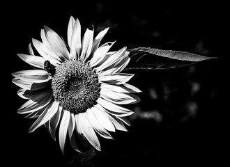 Sonnenblume schwarz weiß Edition