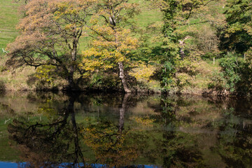 trees and reflections in the water