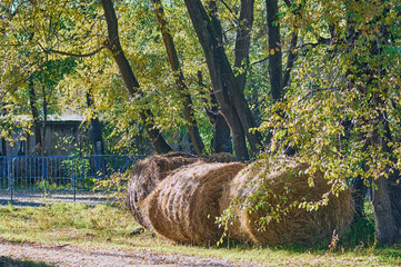 Rolls of hay lie in the park under a tree. Preparation of food for herbivores. The circus has arrived. Autumn evening. No people