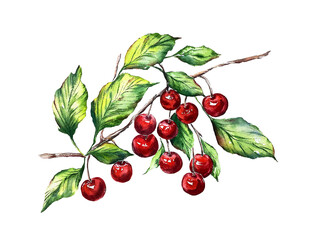Watercolor cherry branch clipart summer berries food fruit botanical illustration