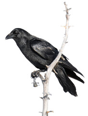 Beautiful raven (Corvus corax) sitting on a dry tree branch
