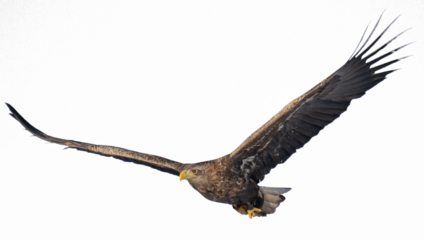 Majestic predator White-tailed Eagle (Haliaeetus albicilla) in flight