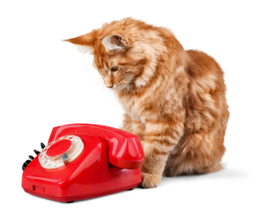 Adorable red cat and retro phone isolated on white background