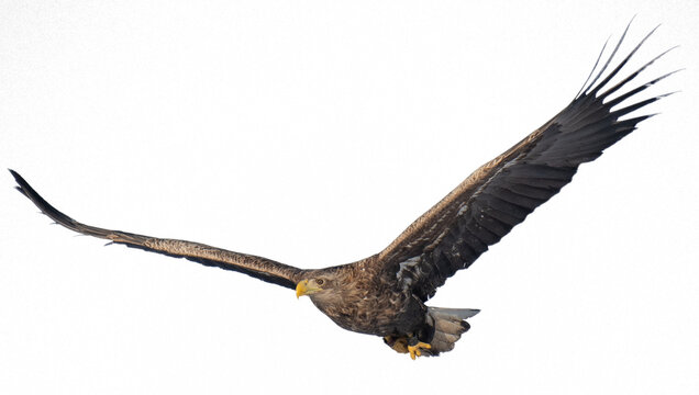 Majestic predator White-tailed Eagle (Haliaeetus albicilla) in flight
