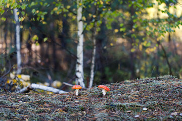 Amanita muscaria. Red fly agaric mushroom in forest. Autumn leaves in the forest