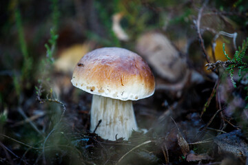 Boletus edulis Bull. Edible mushroom in the forest (Boletus bulbosus Schaeff)