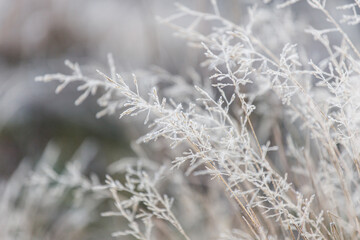 Morning autumn frost. Frozen grass. White grass. Light background.