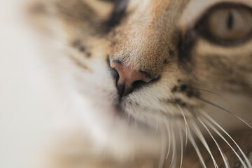 close-up of the cat's nose. Brown striped cat