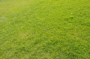 green grass background