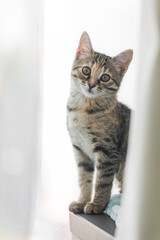 Brown striped cat. Cute kitty. close up