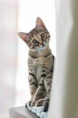 Brown striped cat. Cute kitty