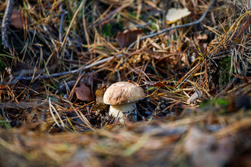 Boletus edulis Bull. Edible mushroom in the forest (Boletus bulbosus Schaeff)