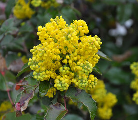 Evergreen shrub Mahonia aquifolium