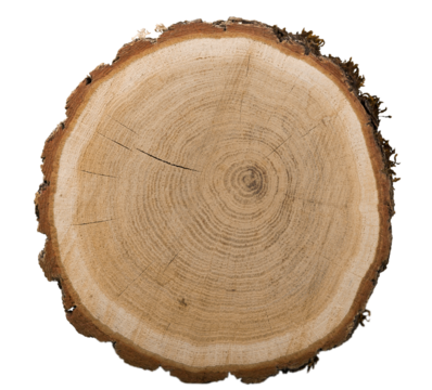 Large circular piece of wood cross-section with colored tree ring