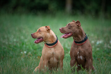 Beautiful purebred American Pit Bull Terrier on a meadow in summer.