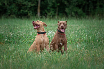 Beautiful purebred American Pit Bull Terrier on a meadow in summer.