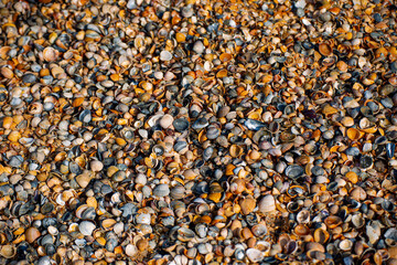 Seashells on the shore