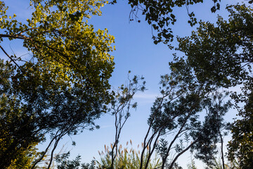 Árbol hacia el cielo