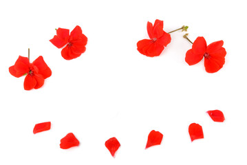 Geranium flowers and petals isolated on white background.