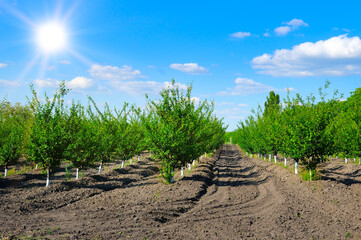 Obraz premium Young fruit cherry orchard and the sun.