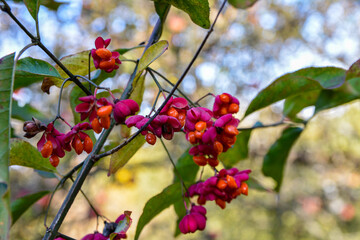 Spindle tree (euonymus europaeus)