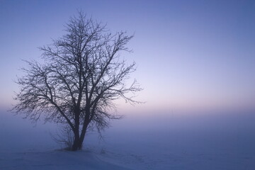 Fototapeta na wymiar Lonely tree on the background of heavy fog. Natural color of sunset.