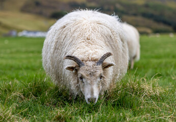 lamb